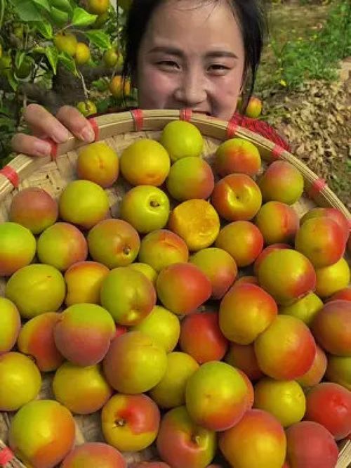 夏果正紅 品味優(yōu)質(zhì)農(nóng)產(chǎn)品——當季新鮮大紅杏